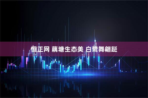 恒正网 藕塘生态美 白鹭舞翩跹