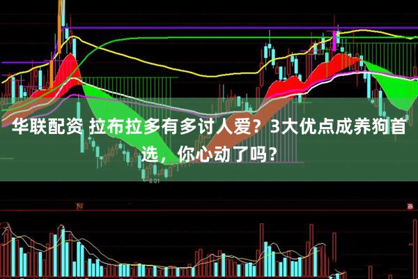 华联配资 拉布拉多有多讨人爱？3大优点成养狗首选，你心动了吗？